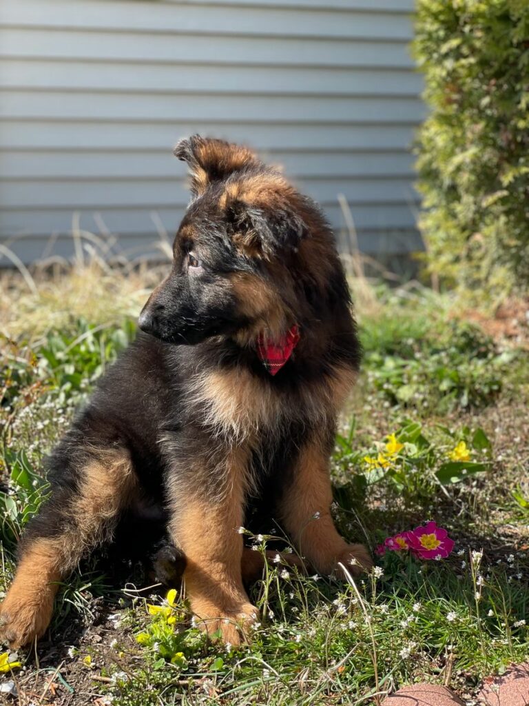 German Shepherd Puppies